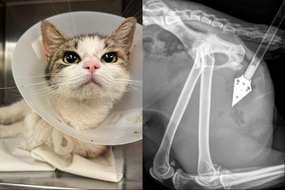 Afortunadamente, Kimiko se está recuperando después de su cirugía.