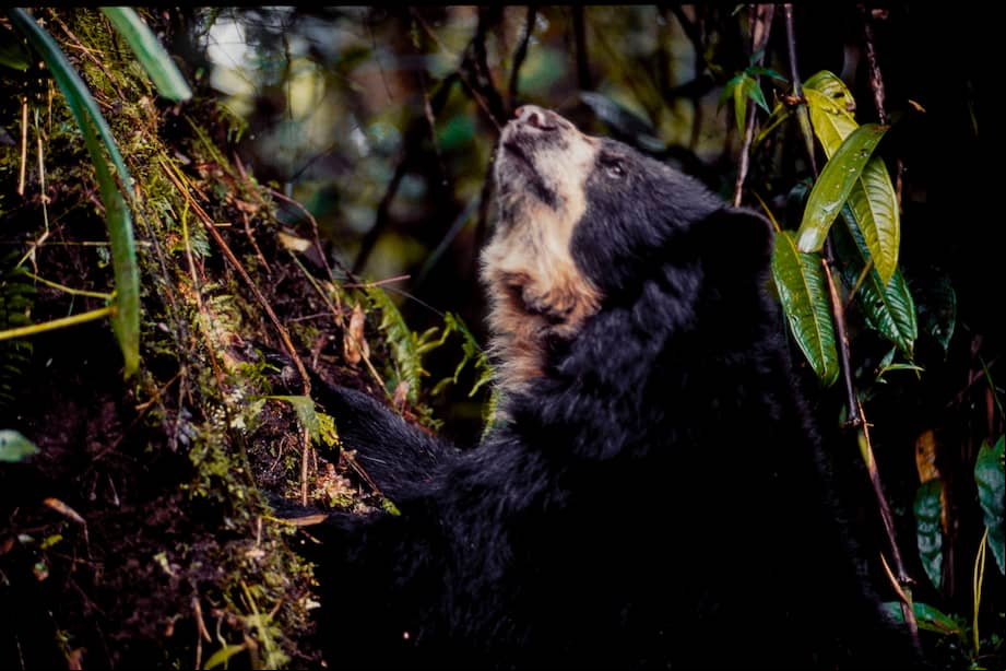 Imagen de referencia. El oso andino o de anteojos es la única especie viva del género Tremarctos. Se distribuye en los Andes, en gran parte de Sudamérica.