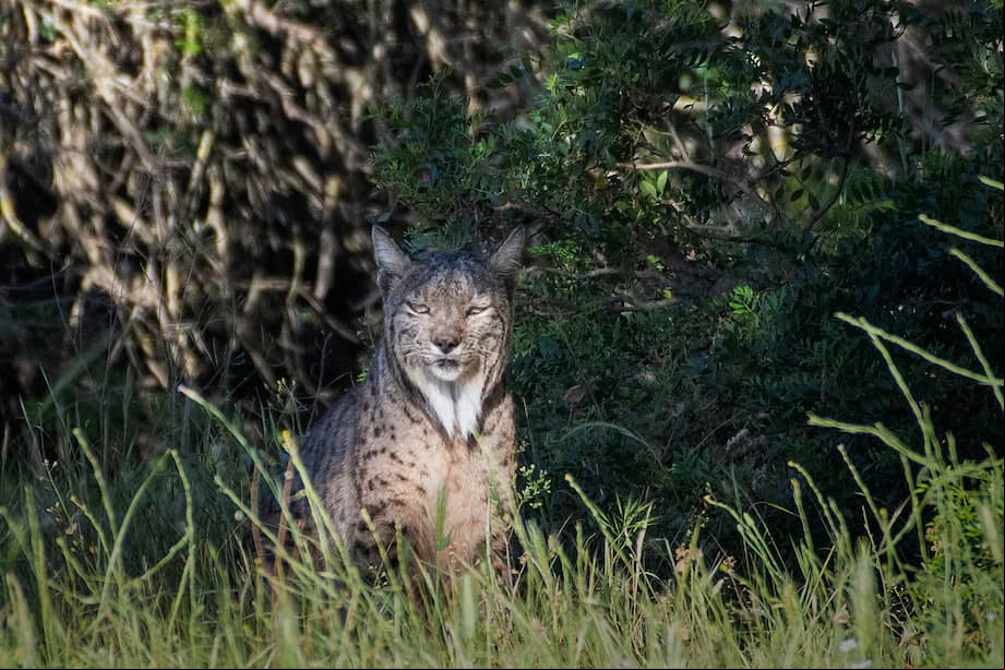 Esta especie fue uno de los felinos más amenazados en el planeta hace algunas décadas. EFE/José Manuel Pedrosa.