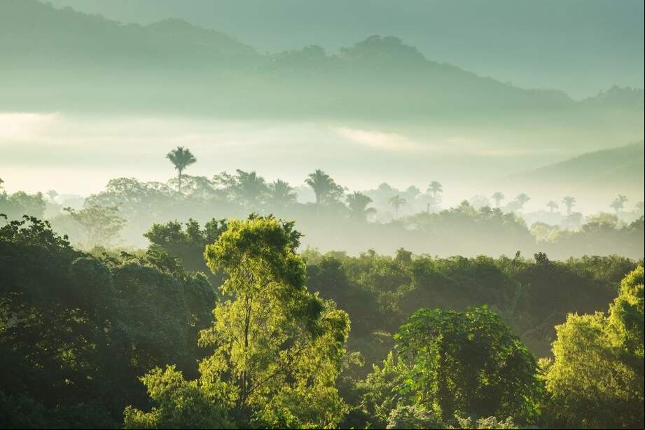 Imagen de referencia. Los ecosistemas tropicales y no tropicales absorben grandes cantidades de carbono que antes se liberaban a la atmósfera a través de las emisiones de CO2 de los seres humanos. Por lo tanto, estos ecosistemas son un amortiguador natural del cambio climático