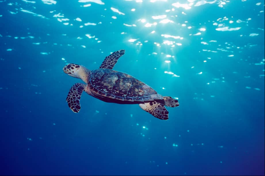 Tortuga carey de las Islas Caimán, en el Caribe.