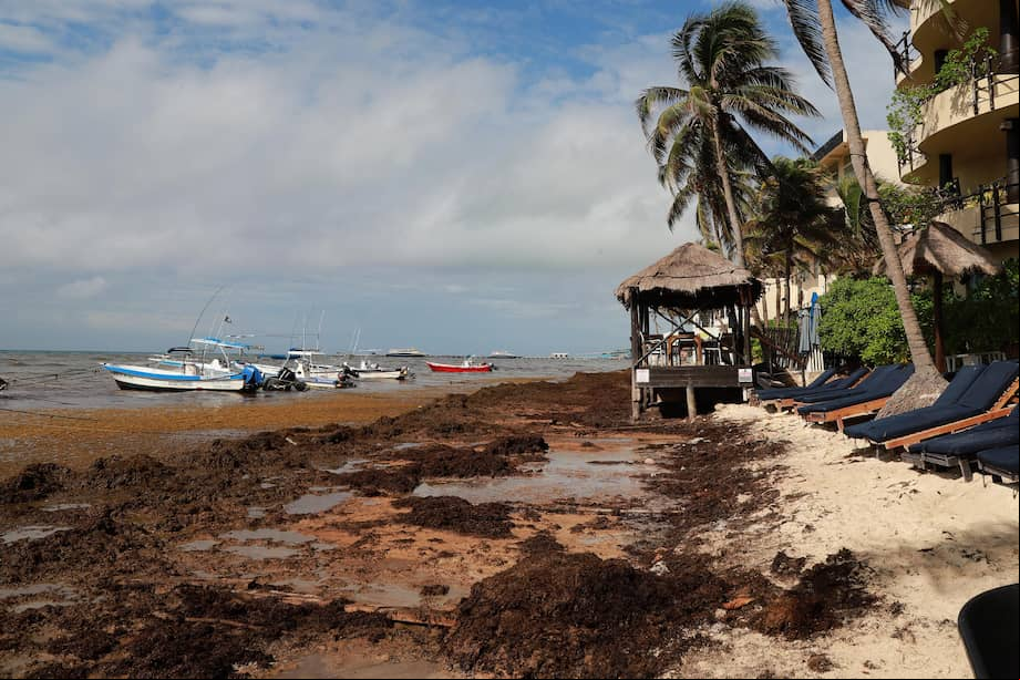 Fotografía de sargazo acumulado en Playa del Carmen, en el estado de Quintana Roo (México).