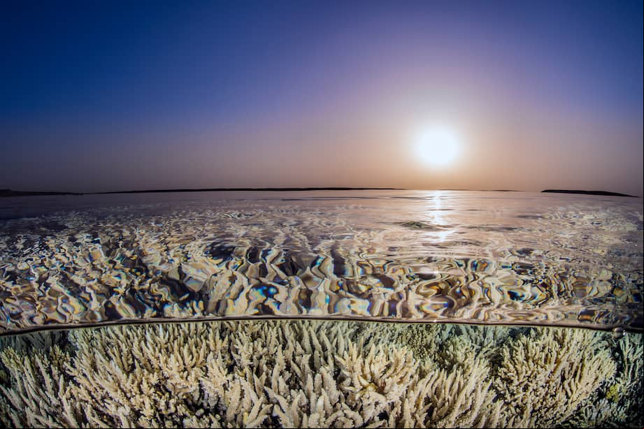 Corales blanqueados en Egipto a causa del incremento de temperatura en el océano.