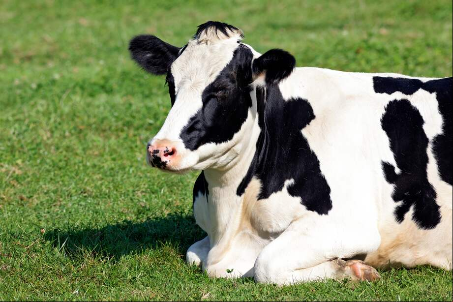 En Estados Unidos se están presentando casos de gripe aviar en algunas vacas.