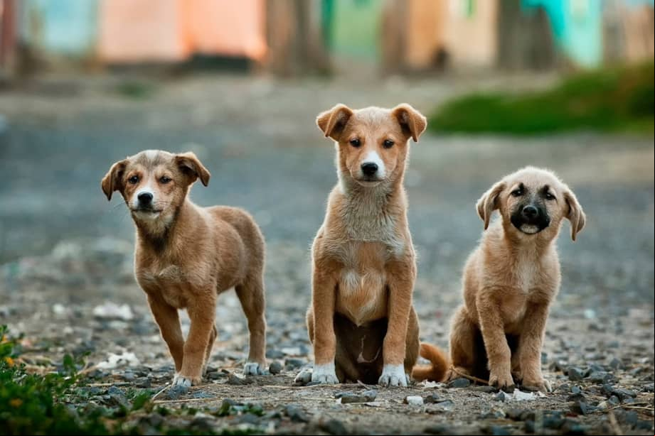 Uno de los principales factores que explican por qué los perros de la calle persiguen a algunas personas está relacionado con el instinto de protección.