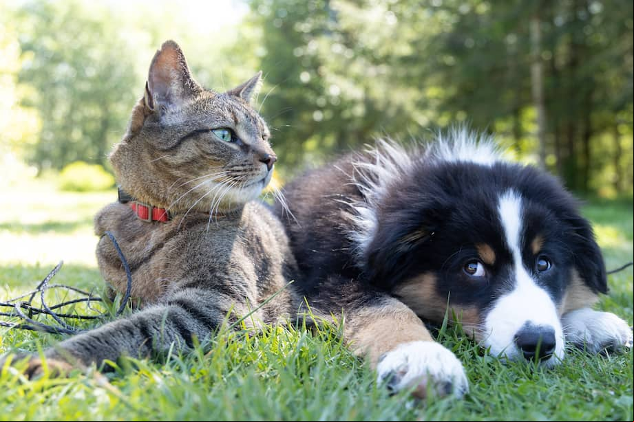 Imagen de referencia. Aunque esta experiencia fue algo estresante, la cuidadora no quiere que su gato deje de explorar el exterior.