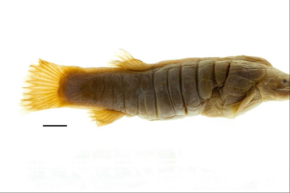El pez graso (Rhizosomichthys totae) puede medir hasta 15 centímetros.
