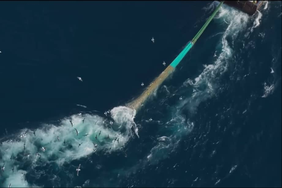 Como lo han advertido diferentes estudios científicos a lo largo de los últimos años, a pesar de su gran eficiencia, la pesca de arrastre tiene importantes efectos negativos sobre el fondo oceánico y las plantas, animales y microorganismos que habitan en este.