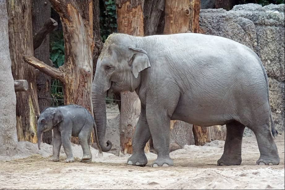 Las madres y las abuelas del elefante asiático, dice el profesor de Ecología, Keller Kopf, “son depositarias de conocimientos” y tienen una “memoria social”.