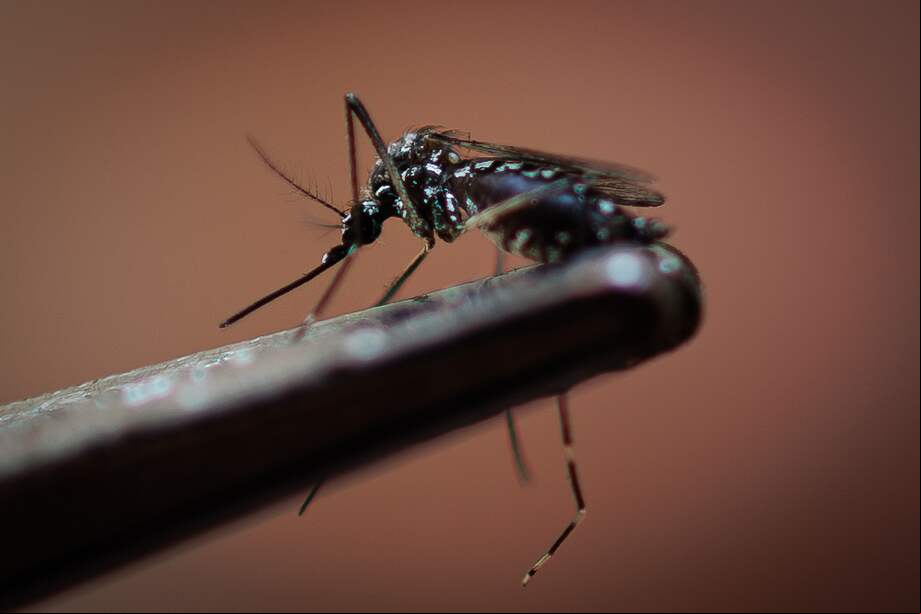El "Aedes aegypti" es el transmisor del virus que causa el chikungunya.