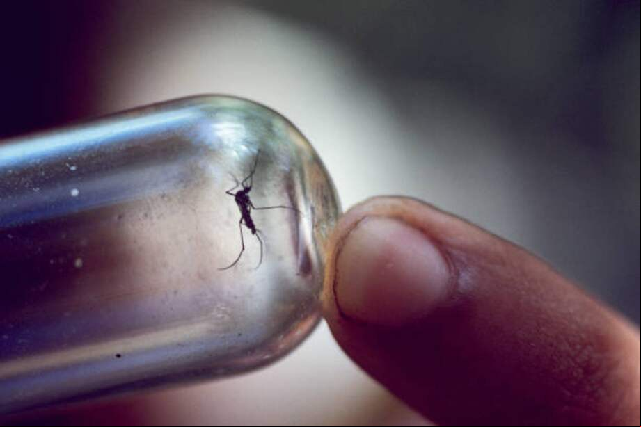 La fiebre amarilla es una enfermedad viral aguda transmitida por la picadura de mosquitos infectados, especialmente en áreas tropicales y subtropicales de América del Sur y África. /Getty