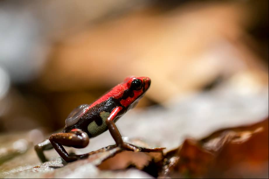 Rana rubí (Andinobates bombetes) una especie en vía de extinción protegida por nuestro programa de conservación (Foto: Diego Gómez)