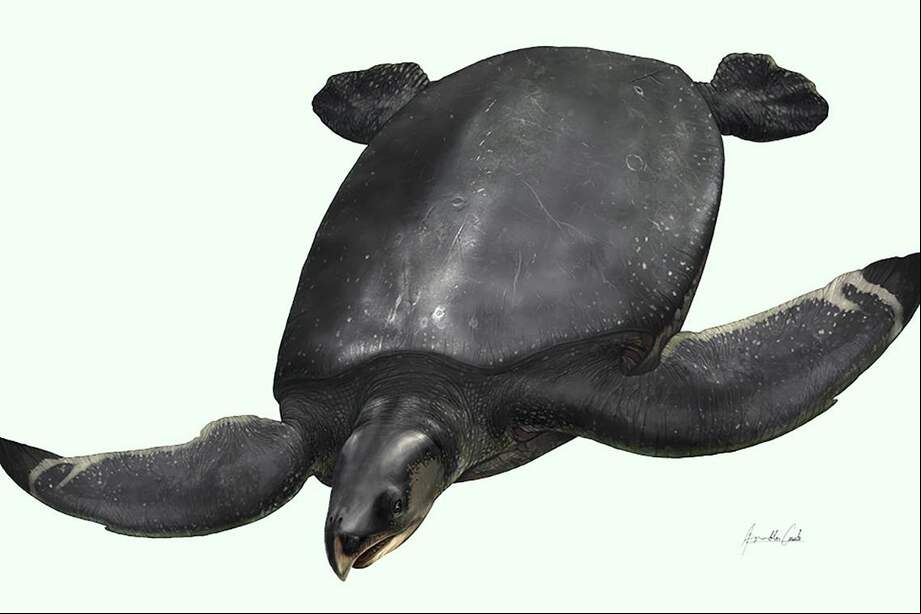 Ilustración de la "Leviathanochelys aenigmatica".