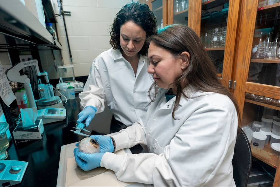 Lorian Schweikert, profesor adjunto de Biología y Biología Marina de la UNCW, y la estudiante de posgrado Vanessa Moreno miden las dimensiones de un espécimen de ojo de ballena jorobada en la Universidad de Carolina del Norte en Wilmington. / MICHAEL SPENCER/UNCW
