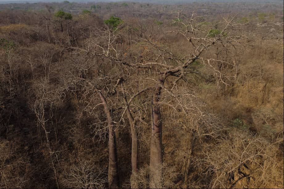Los autores explican que este patrón de dominancia, observado también en la selva amazónica, plantea serios riesgos: si estas especies clave se ven afectadas por el cambio climático, los incendios o la deforestación, la funcionalidad ecológica del Cerrado podría colapsar.
(Photo by Nelson ALMEIDA / AFP)