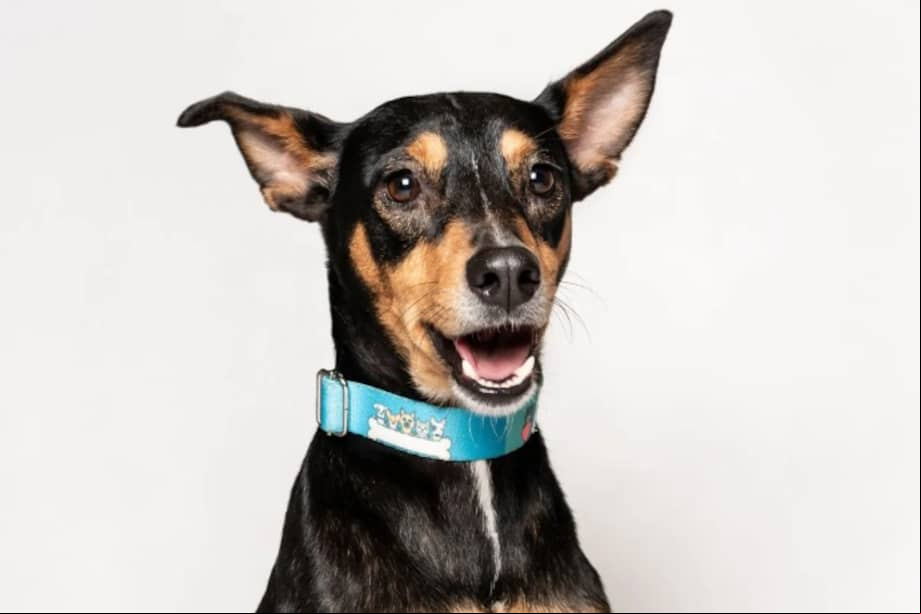 Flora es una perrita alegre, juguetona y con un carácter afectuoso, a pesar del sufrimiento que ha enfrentado.