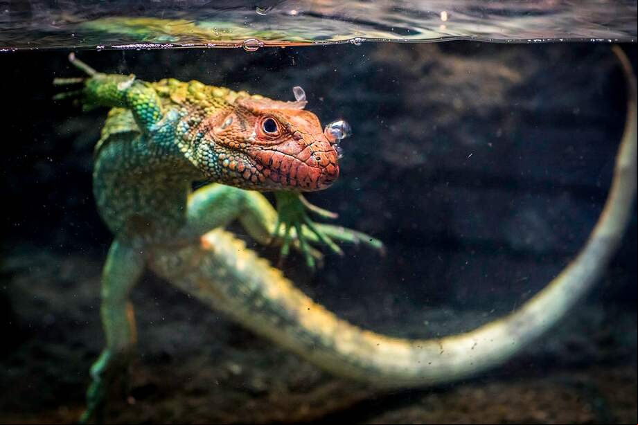 Imagen de referencia. Algunas lagartijas se sumergen en el agua.