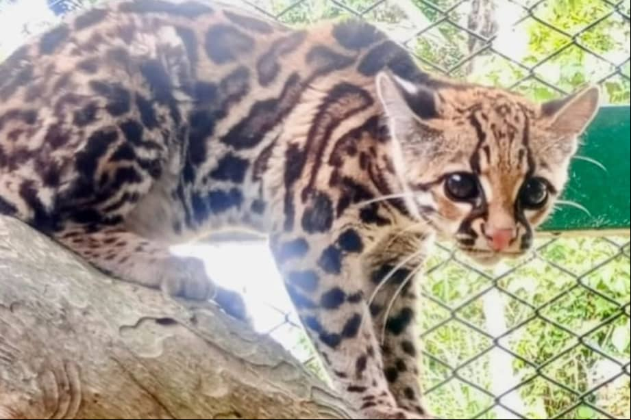 El animal fue trasladado al Centro de Atención y Valoración de Fauna Silvestre de la CDMB (CAVCDMB), donde recibirá atención veterinaria especializada.