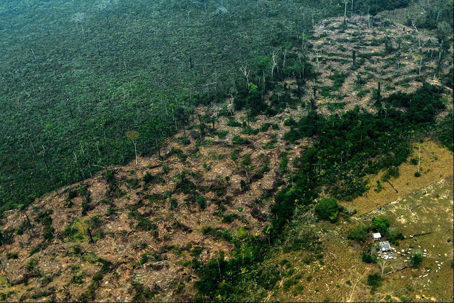 El 47 % de las emisiones de carbono liberadas en la Amazonia, considerada la selva más grande del mundo, provienen de la degradación de sus bosques. / AFP